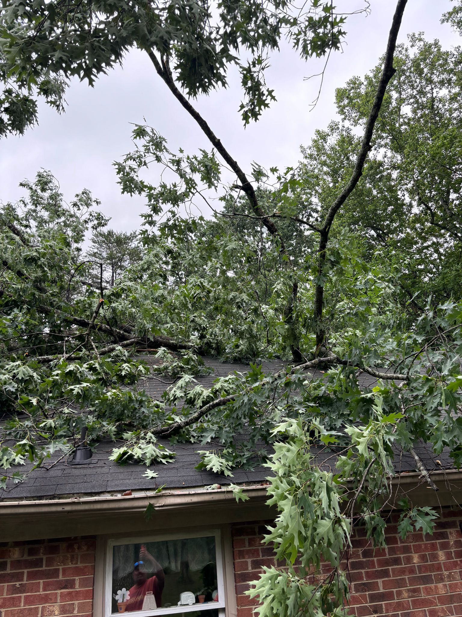 A tree has fallen on the roof of a house.