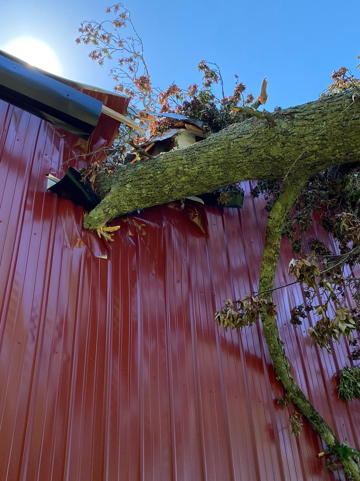 A tree branch is hanging from the side of a red building.