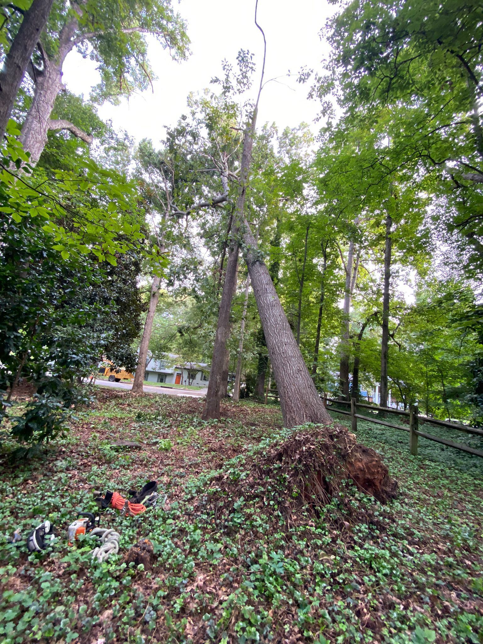 A large tree is fallen in the middle of a forest.