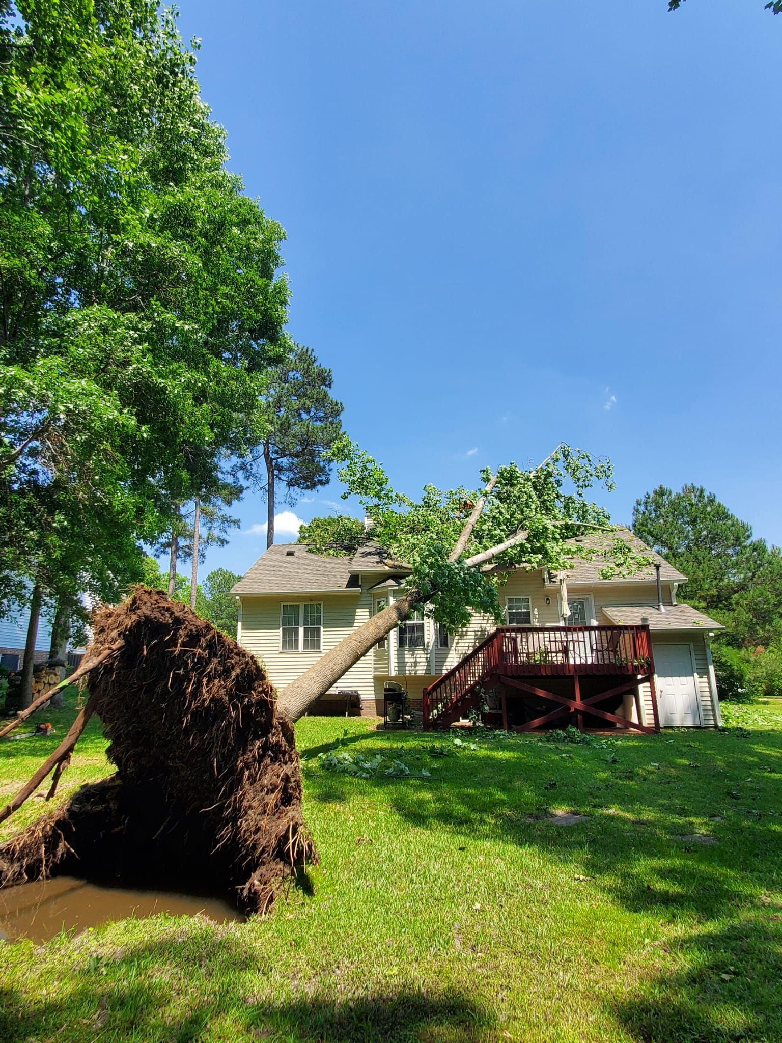 A tree that has fallen in front of a house.