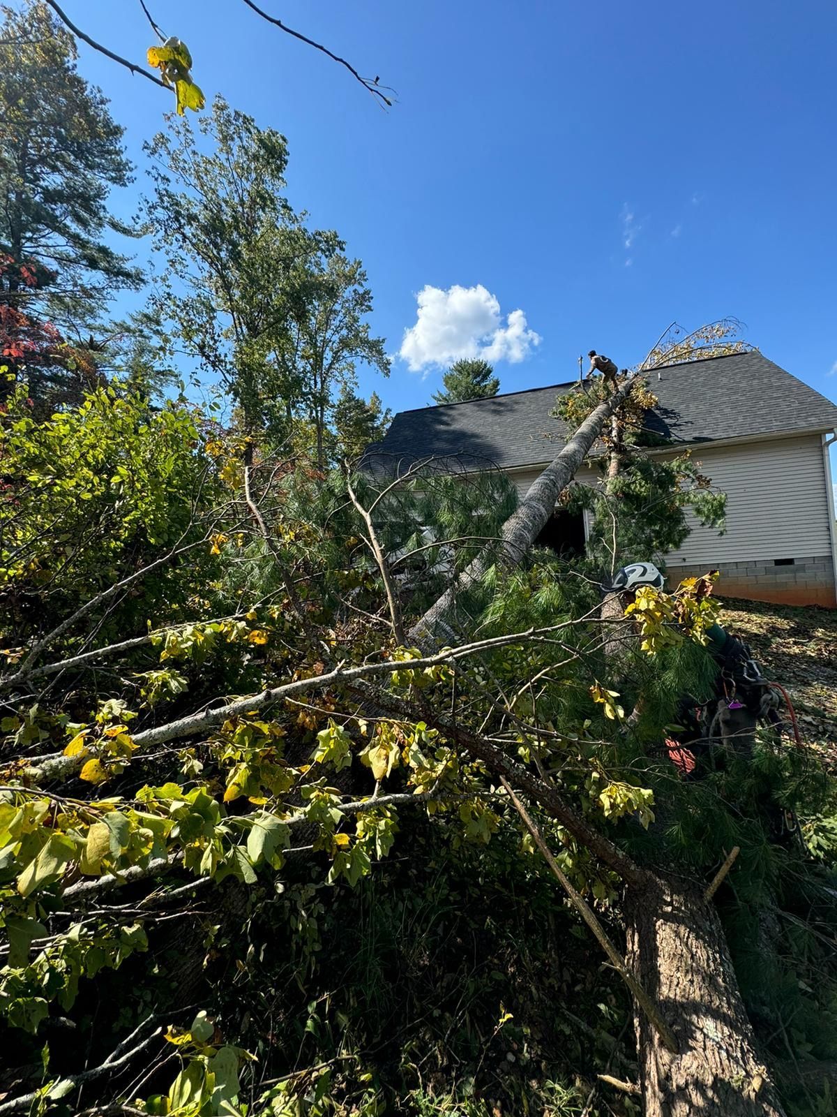 A house with a fallen tree in front of it.