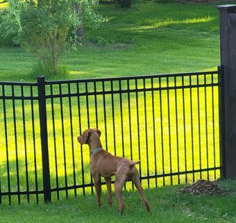 A dog is running in the grass near a fence