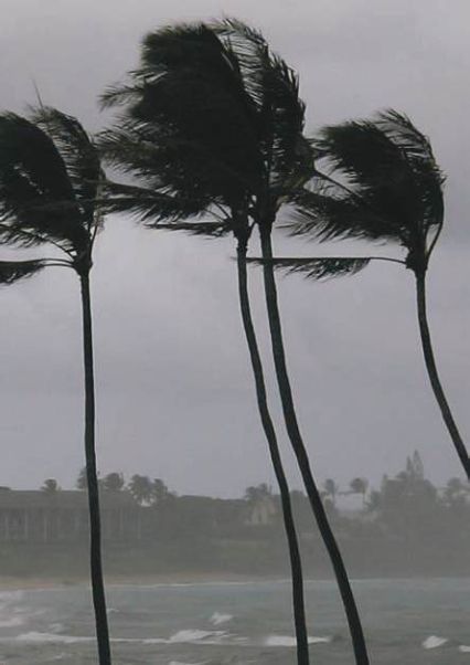 Palm trees blowing in the wind on a cloudy day