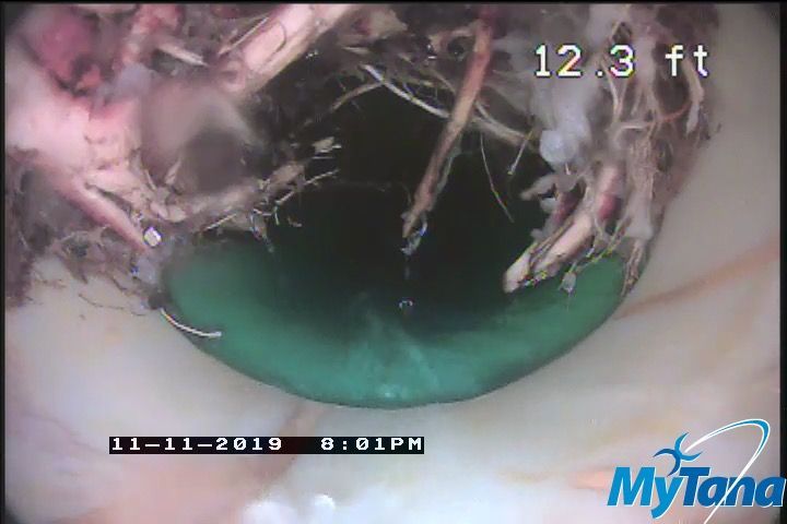 Root intrusion drain cleaning