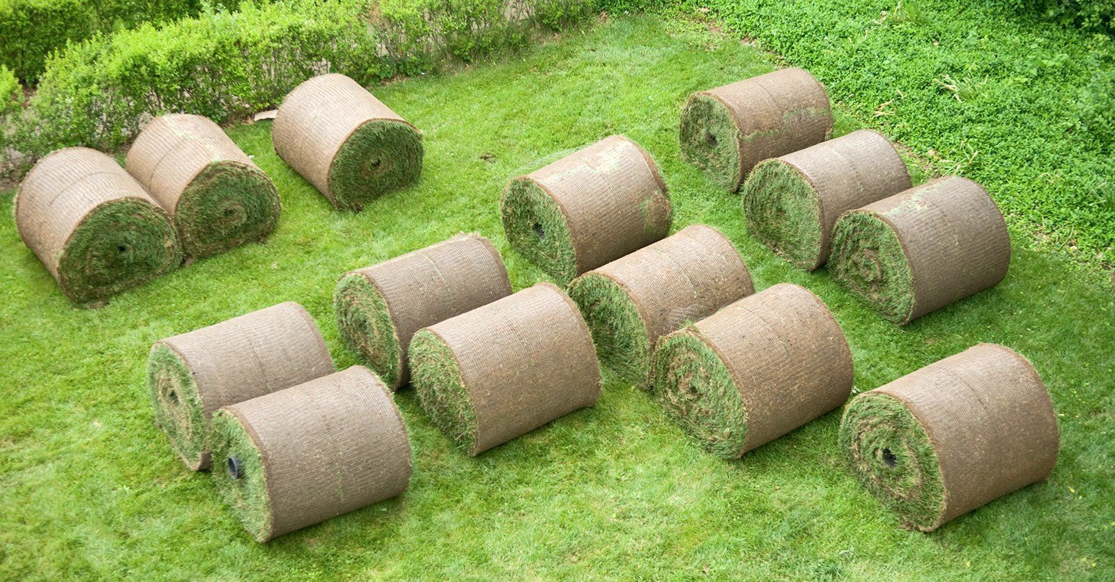 Roll of sod in lawn