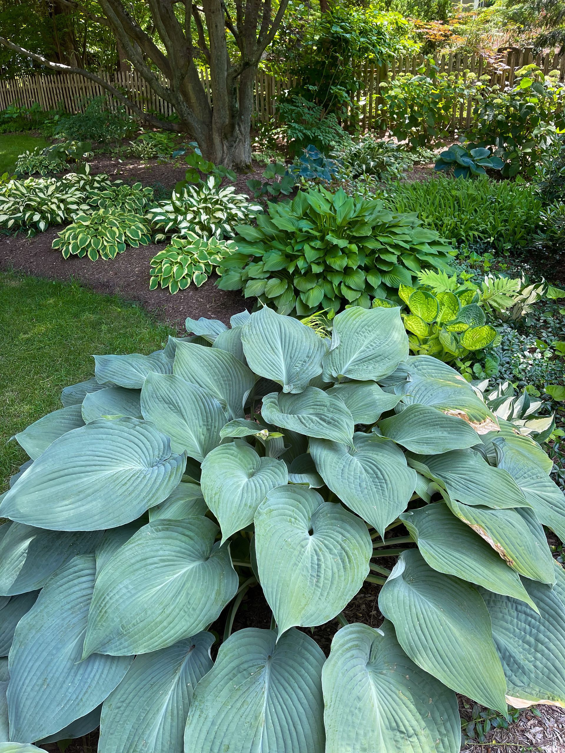 Ethan's Eden Landscape and Design, LLC image #10
Hosta shade garden Amherst Massachusetts