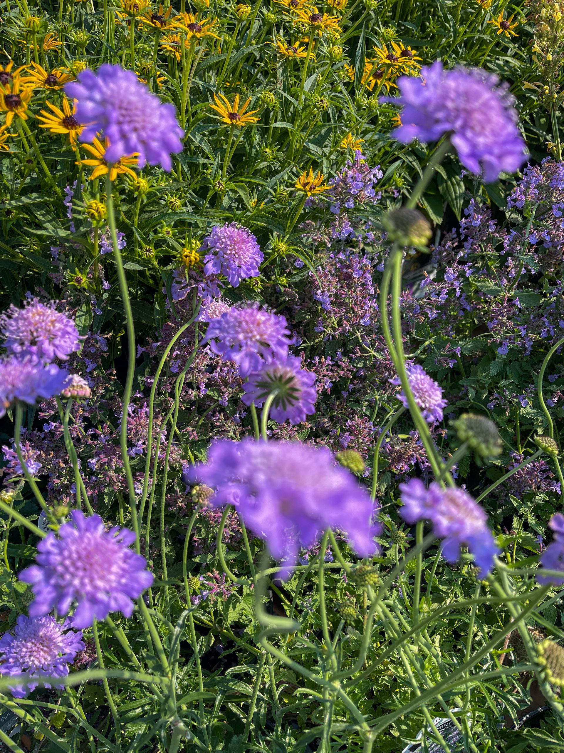 Perennials and wildflowers Amherst MA