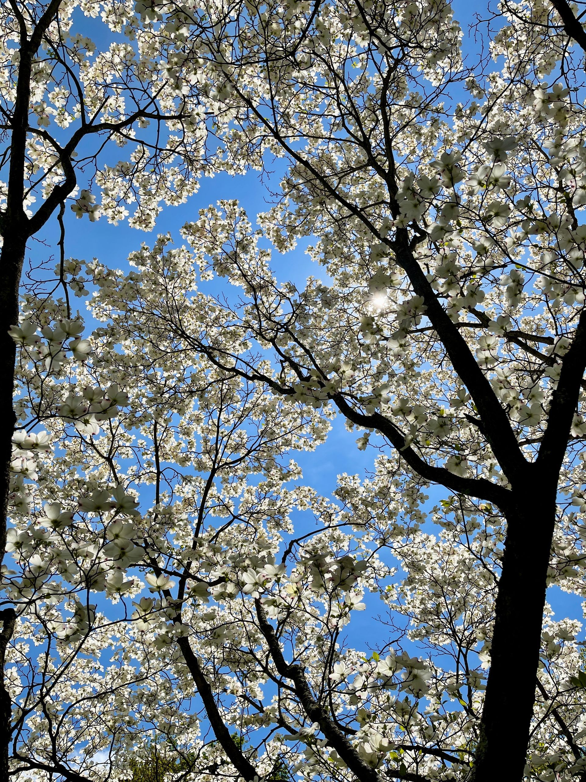 Ethan's Eden Landscape and Design, LLC image