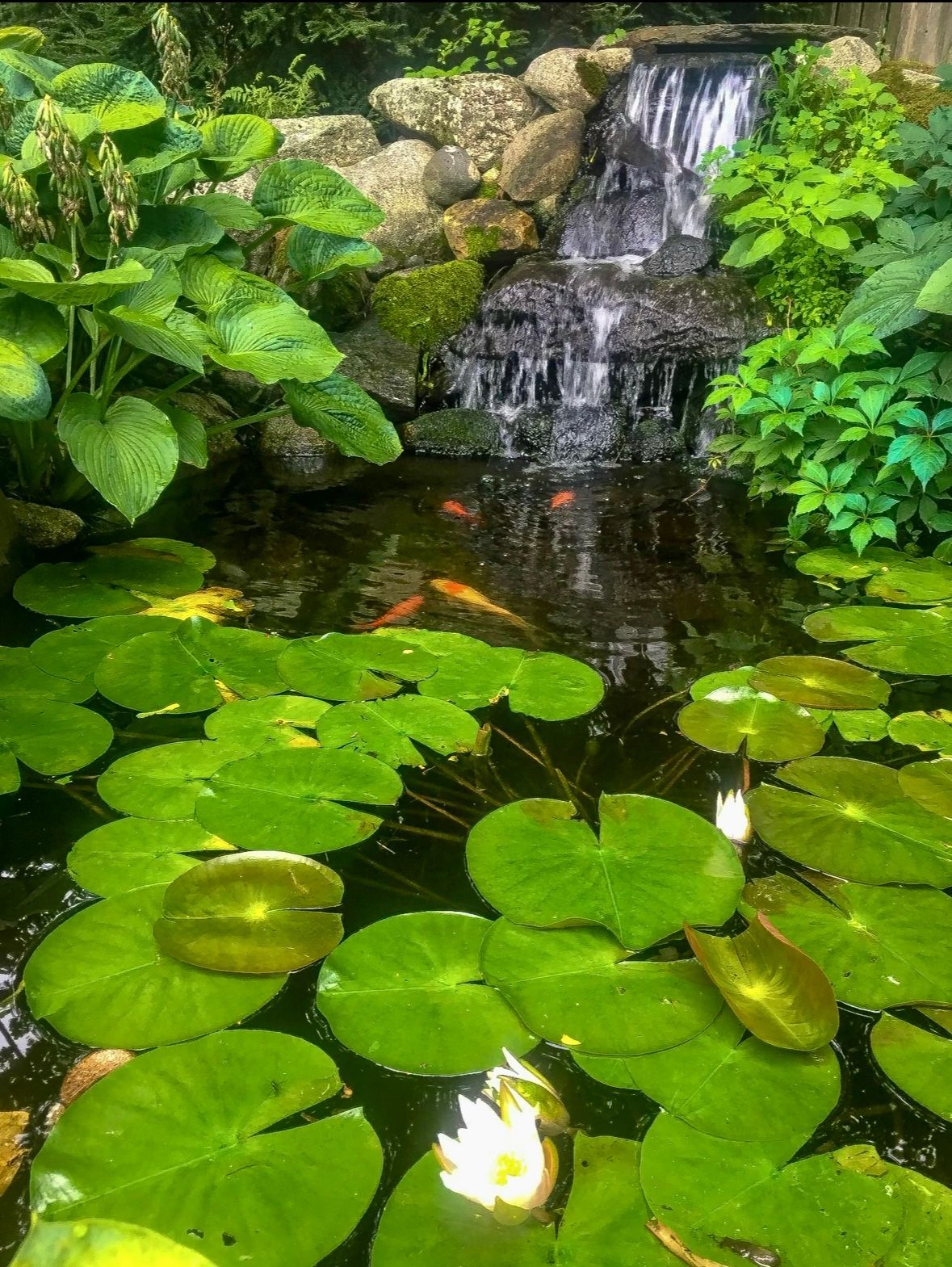 Water feature with Koi in Northampton MA