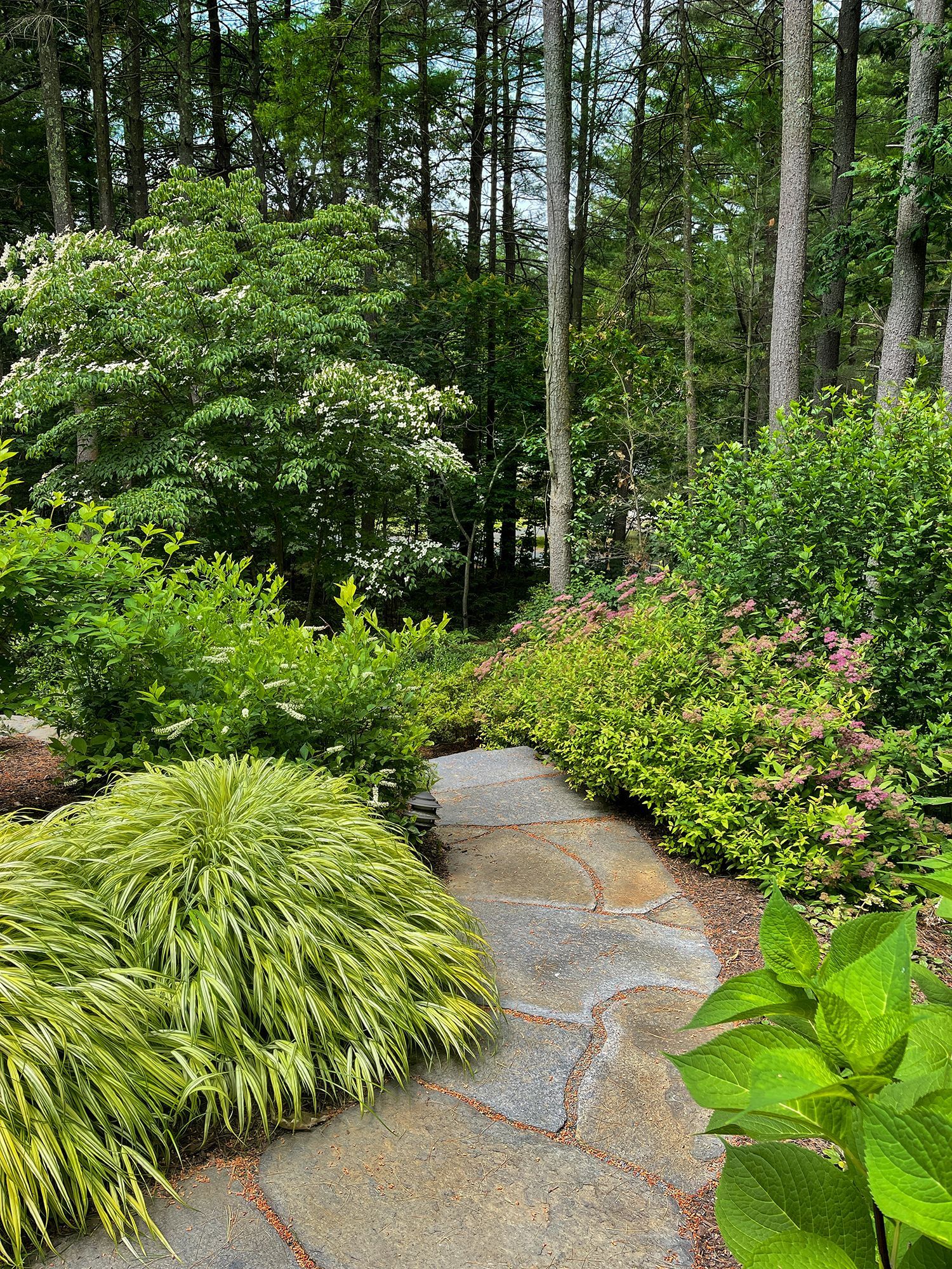 Stone walkway along lush greenery
