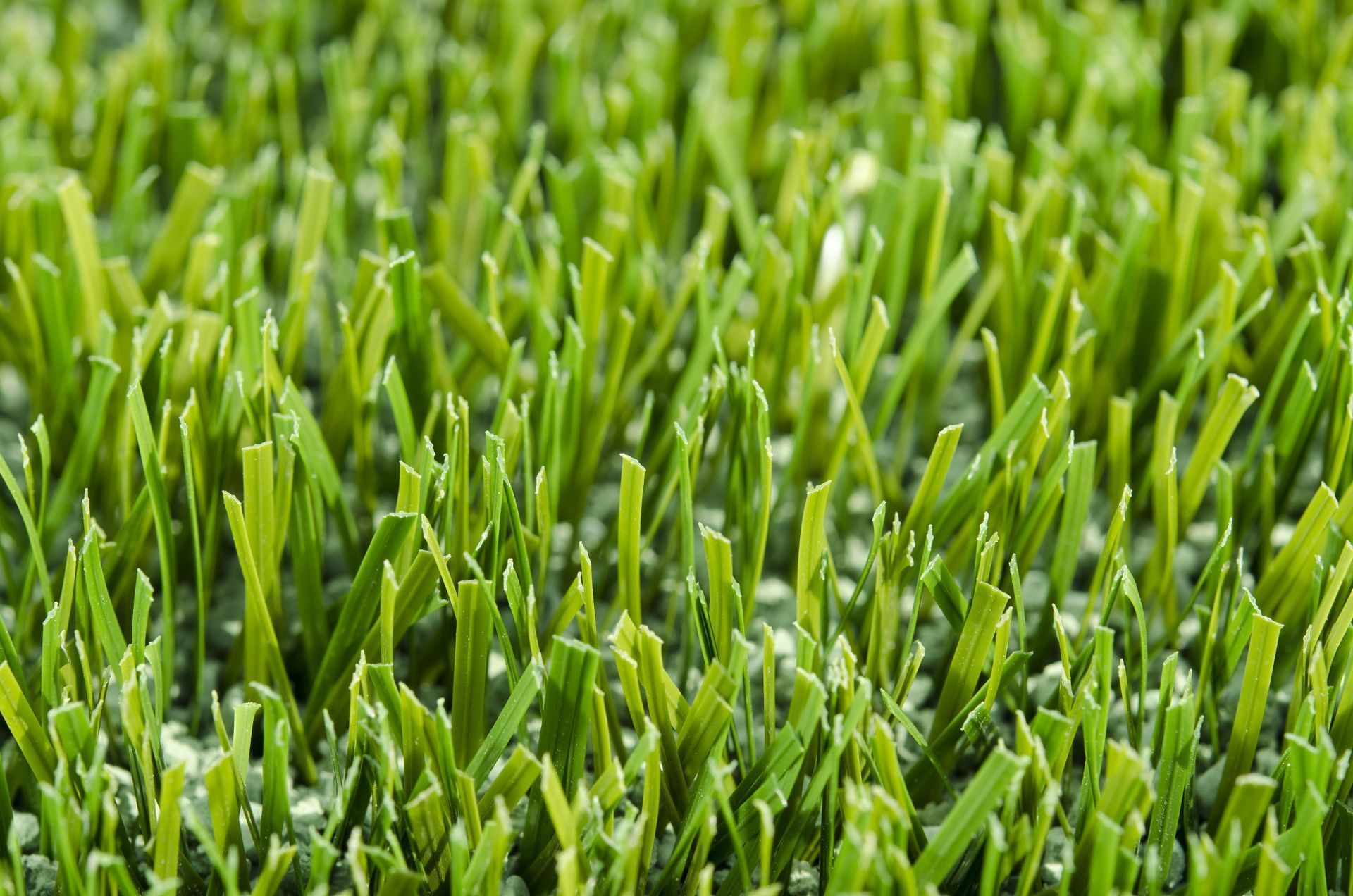 Close-up of lush green grass blades filling the frame