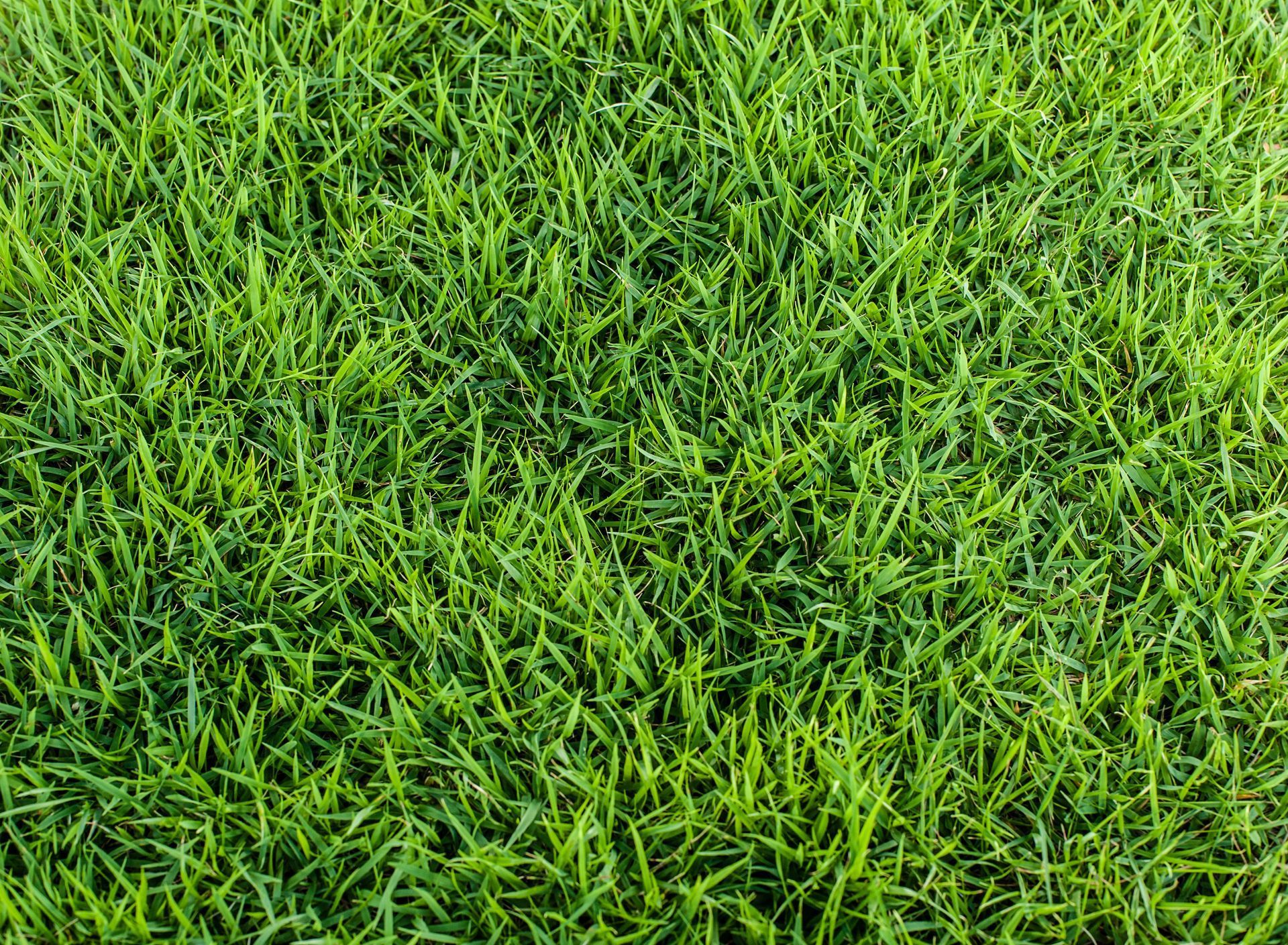 Close-up of dense green grass filling the frame.