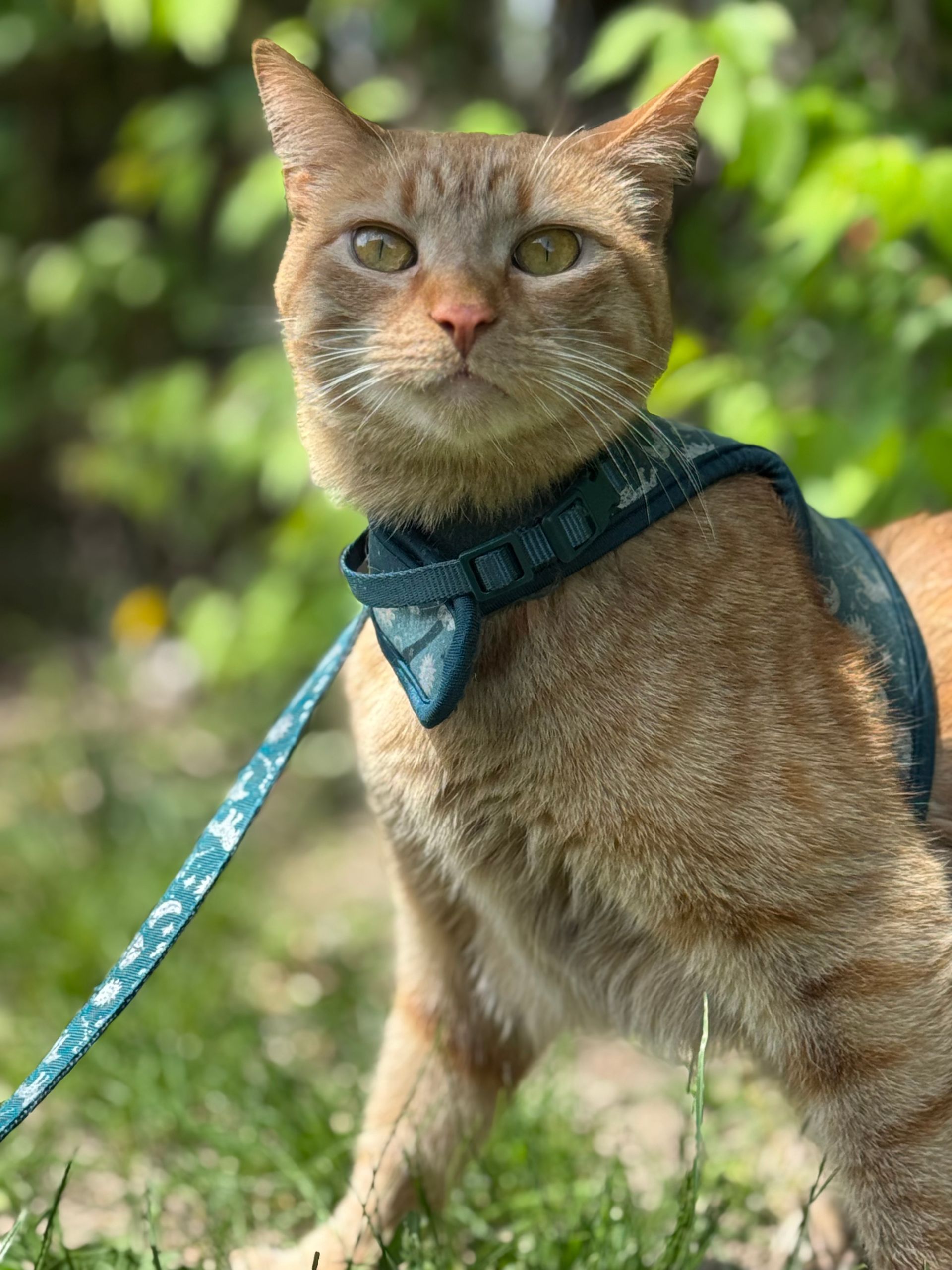 A cat wearing a harness and leash is standing in the grass.