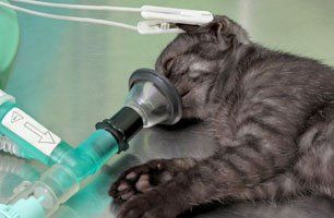 Cat in oxygen