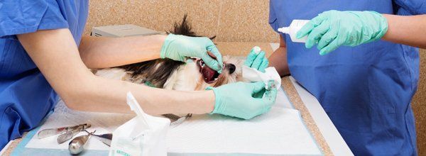 Dog tooth extraction