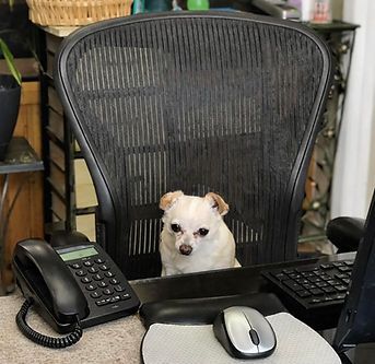 Small white dog sitting in a chair behind a desk with phones and a mouse