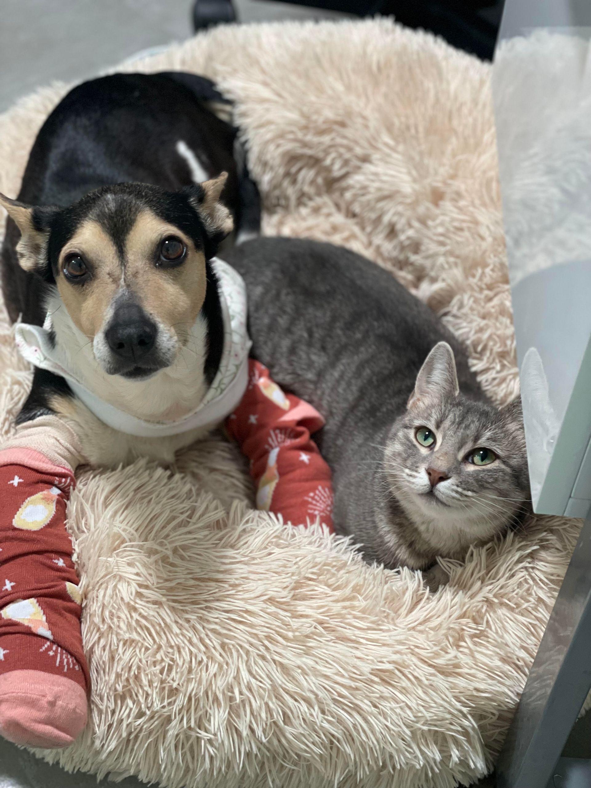 Black-and-tan dog and gray tabby cat resting together in a fluffy pet bed