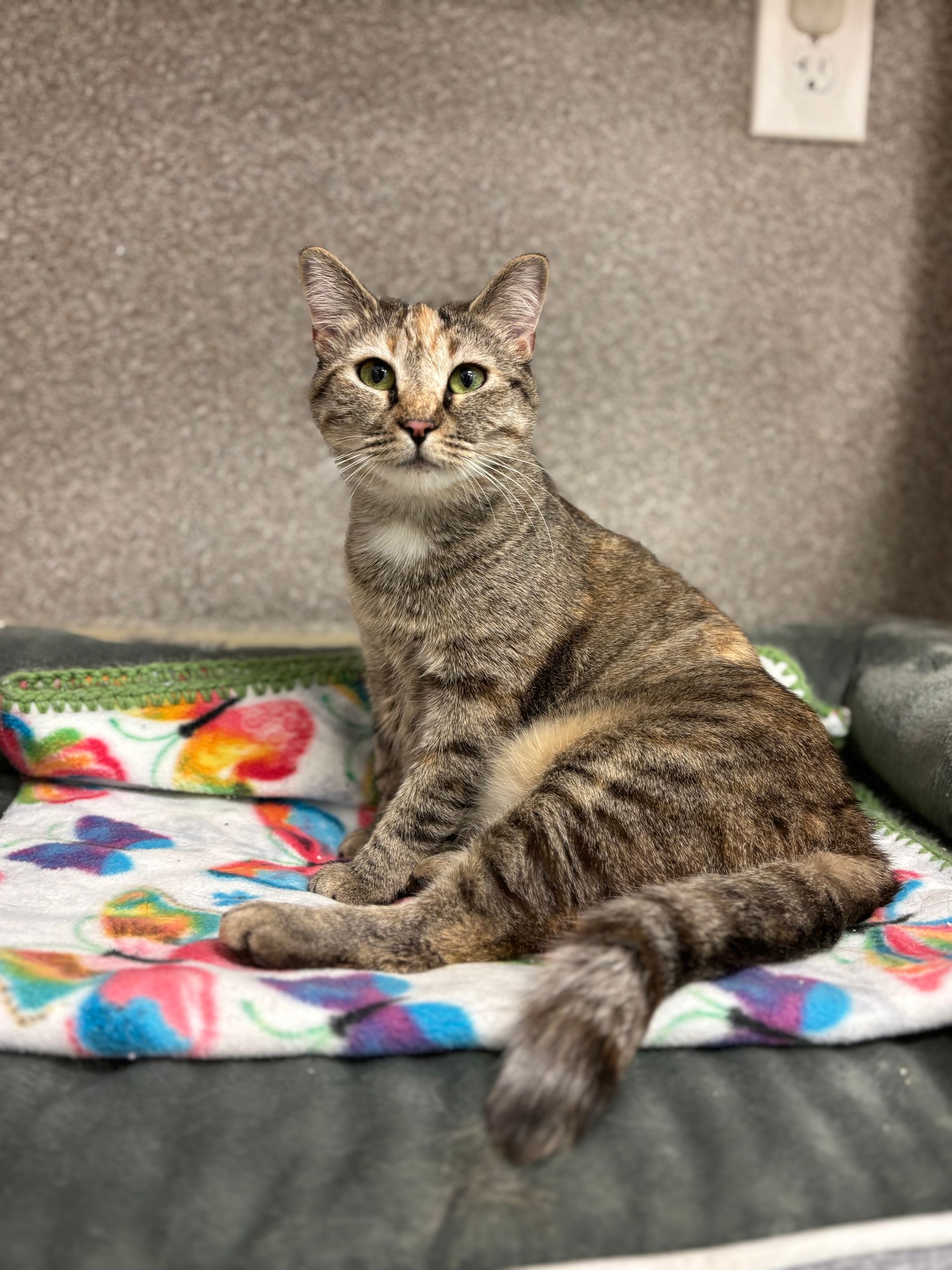 Gray tabby cat sitting on a colorful blanket on a gray bed, looking at the camera