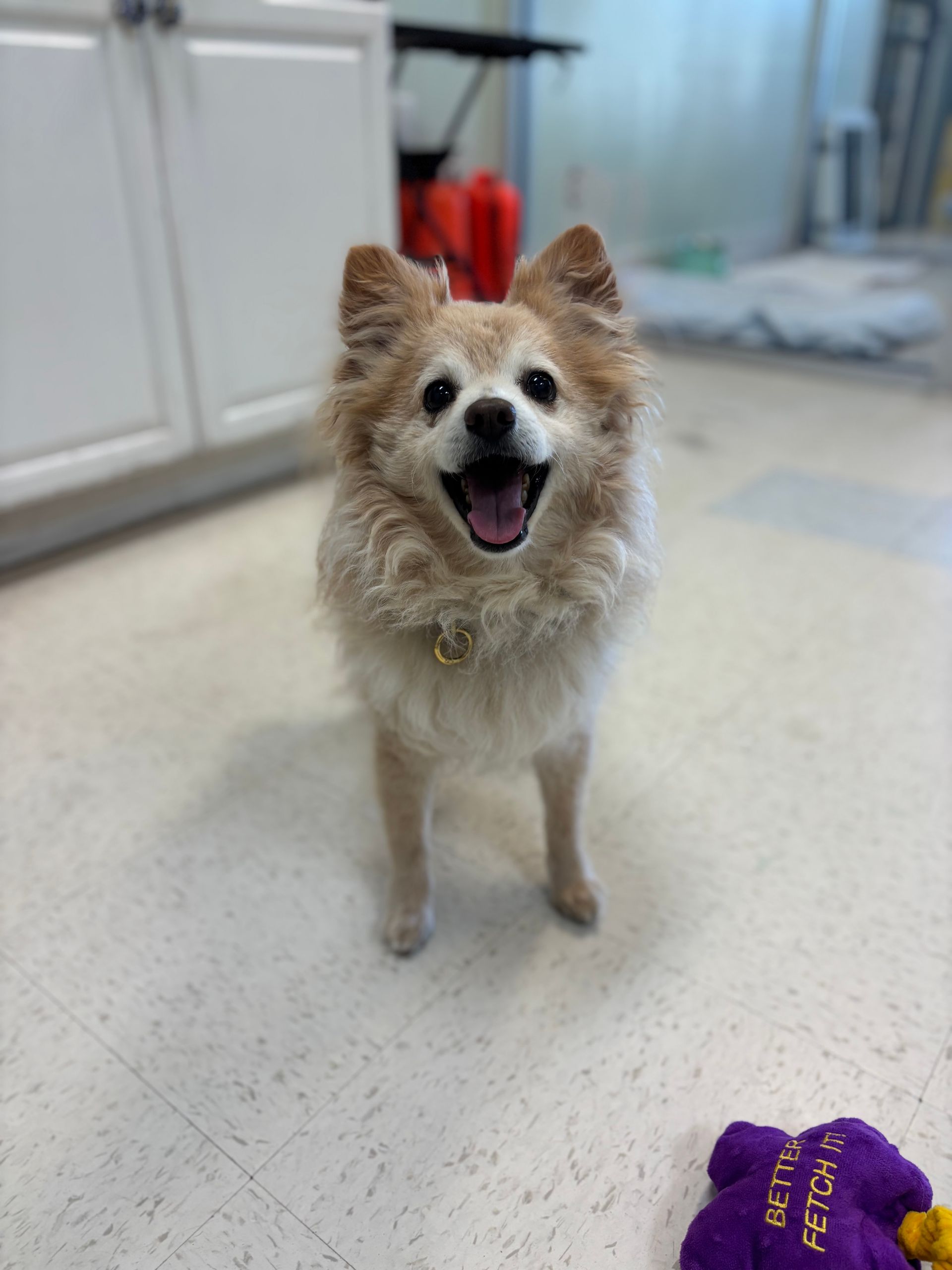 Small tan-and-white dog standing indoors, facing camera with mouth open and fluffy ears up.