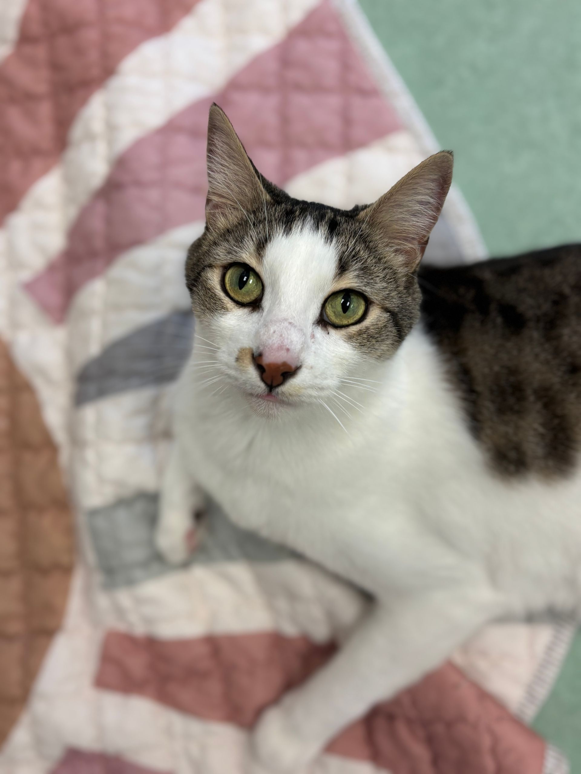 Alert white-and-tabby cat resting on a pink patterned quilt, looking at the camera.