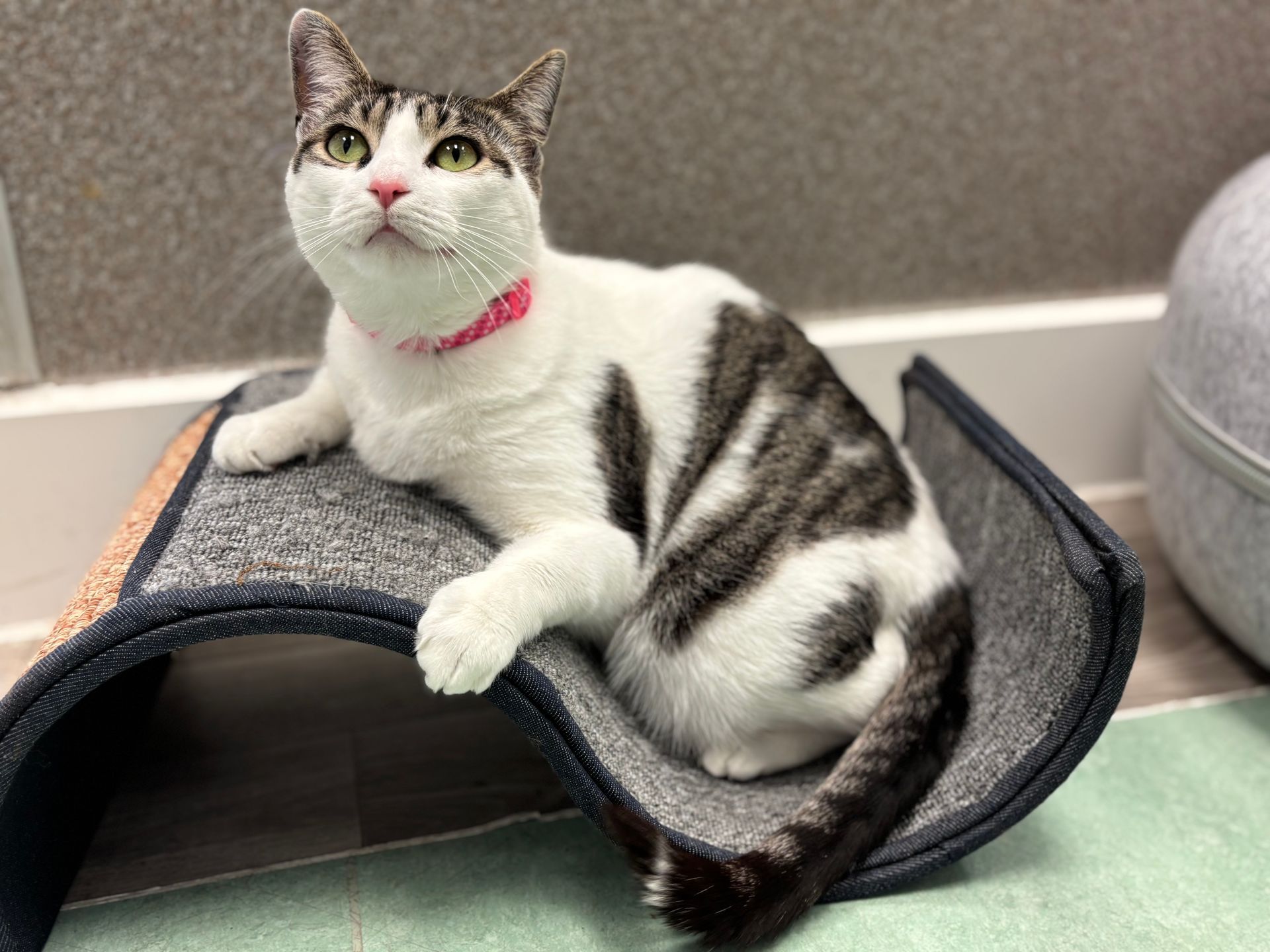 Tabby cat with pink collar lounging on a gray cat scratcher in a home interior