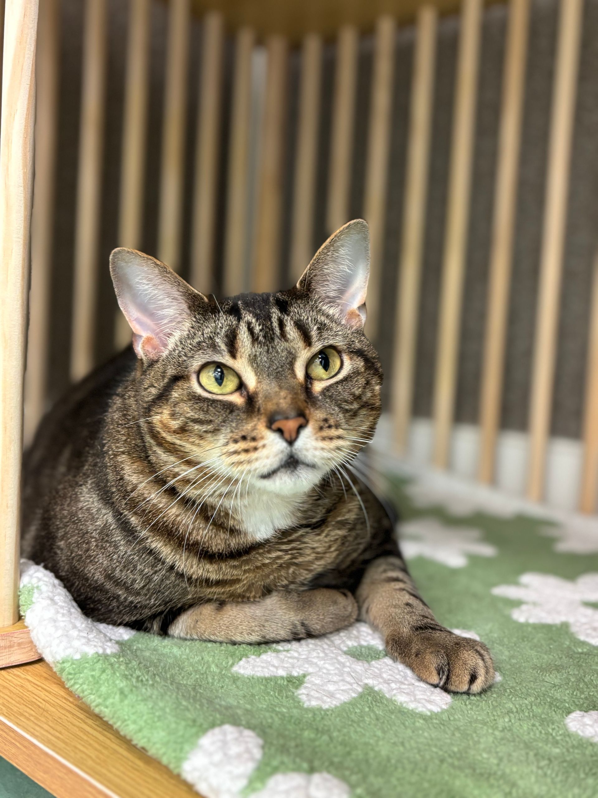 Tabby cat resting on a green floral blanket inside a wooden crate