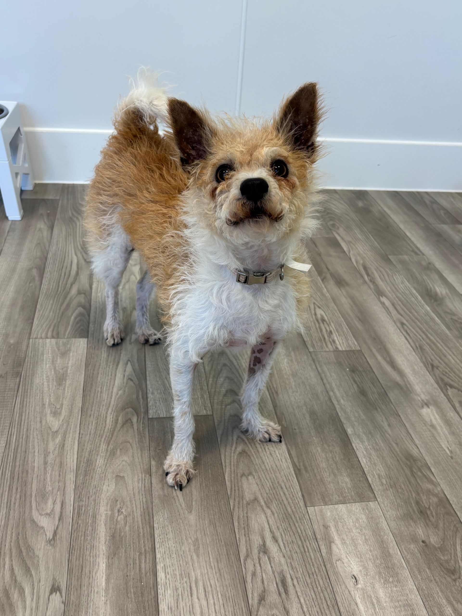 Small tan-and-white dog standing on a wood floor indoors, facing the camera.