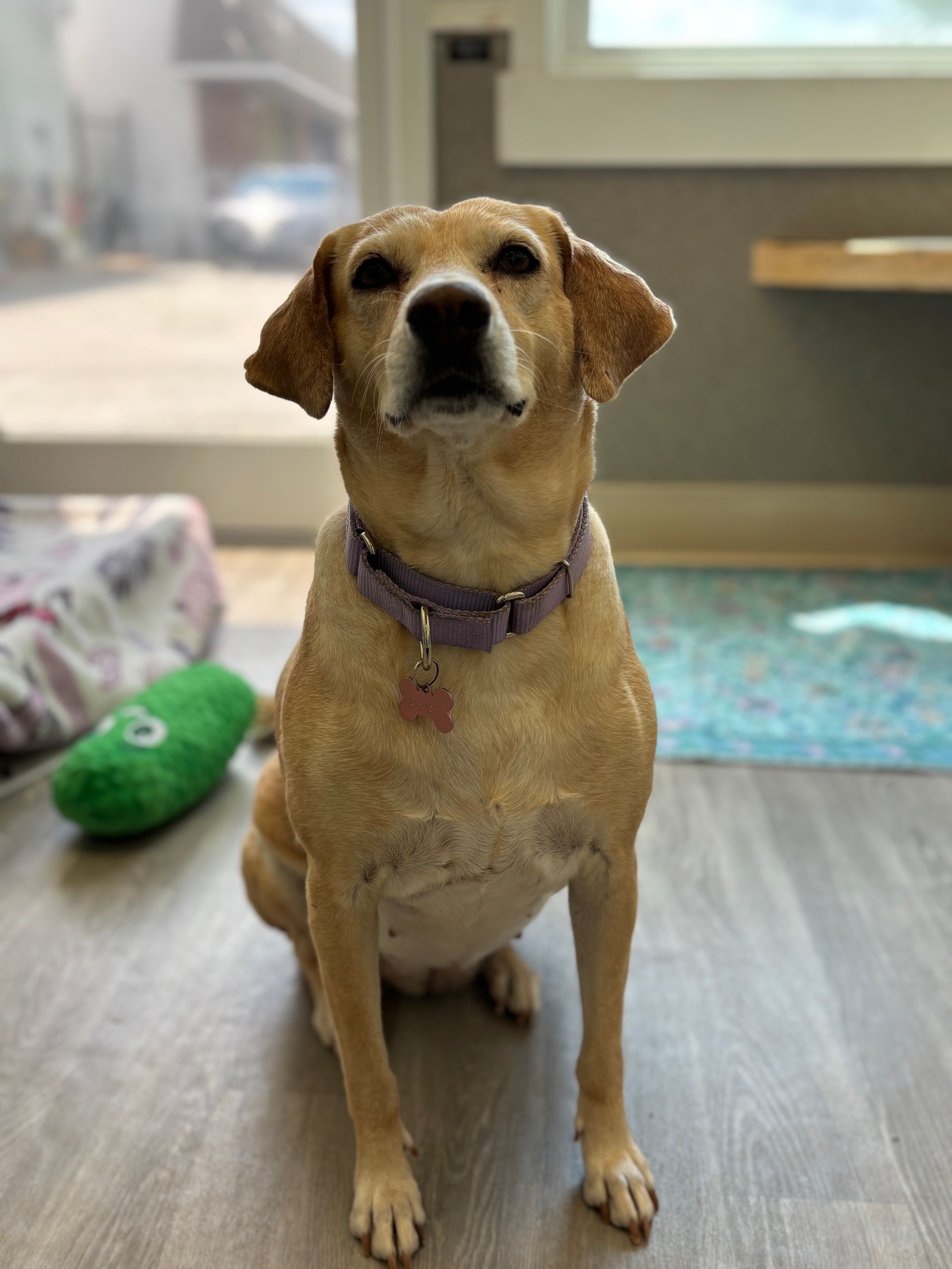 Brown dog sitting on a couch, facing the camera, in a home living room.