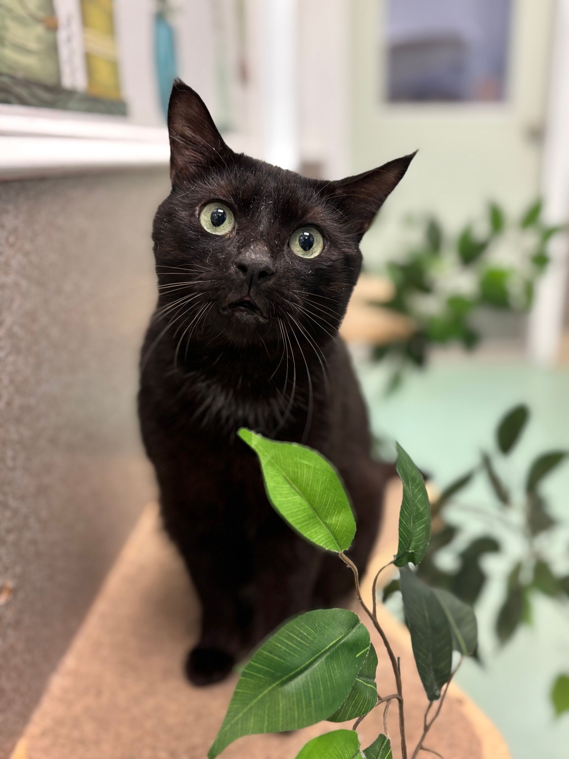 Black cat with green eyes looking up indoors beside a leafy plant.
