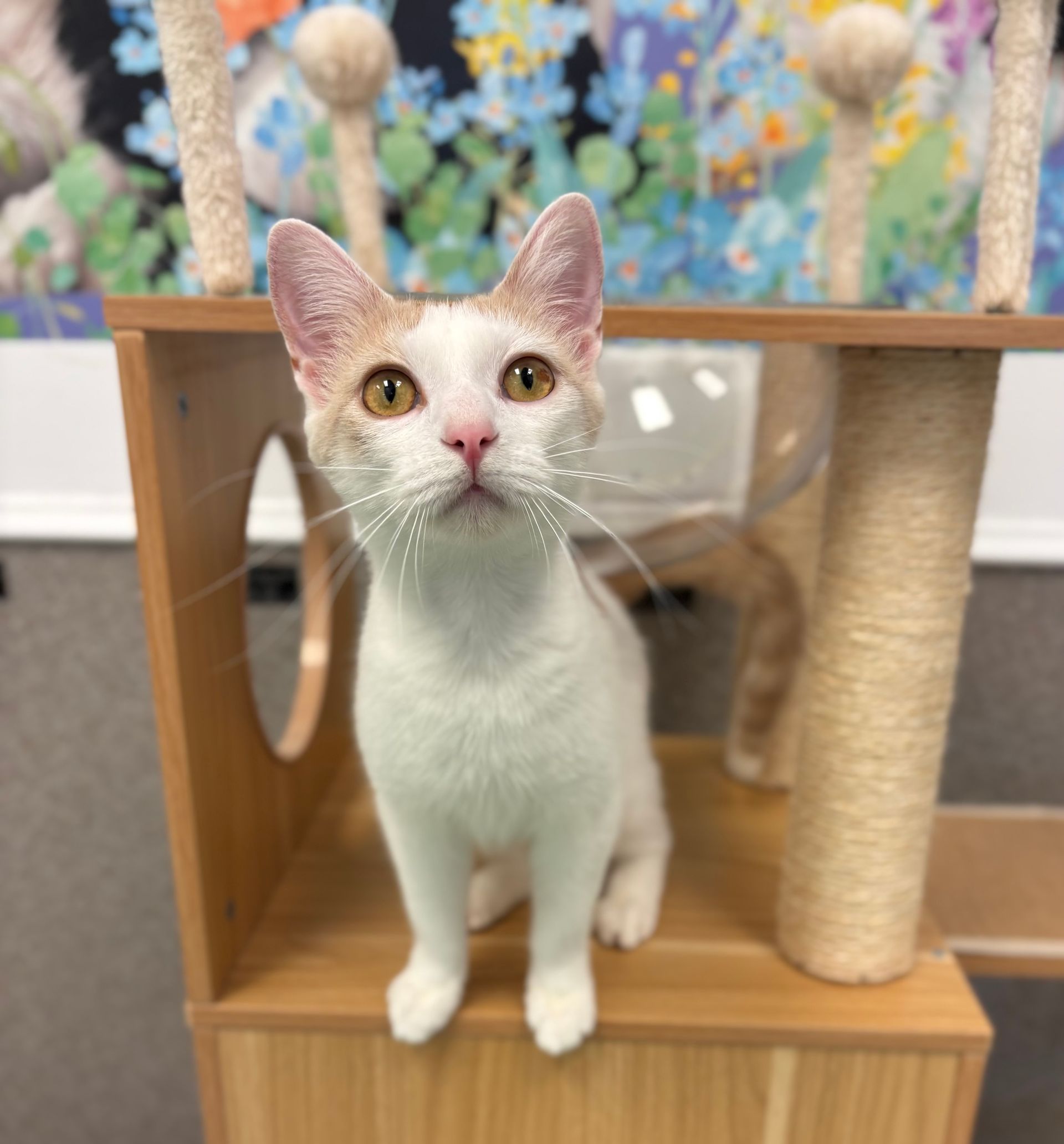 White-and-orange kitten on a cat tree, looking up in front of a colorful floral background.