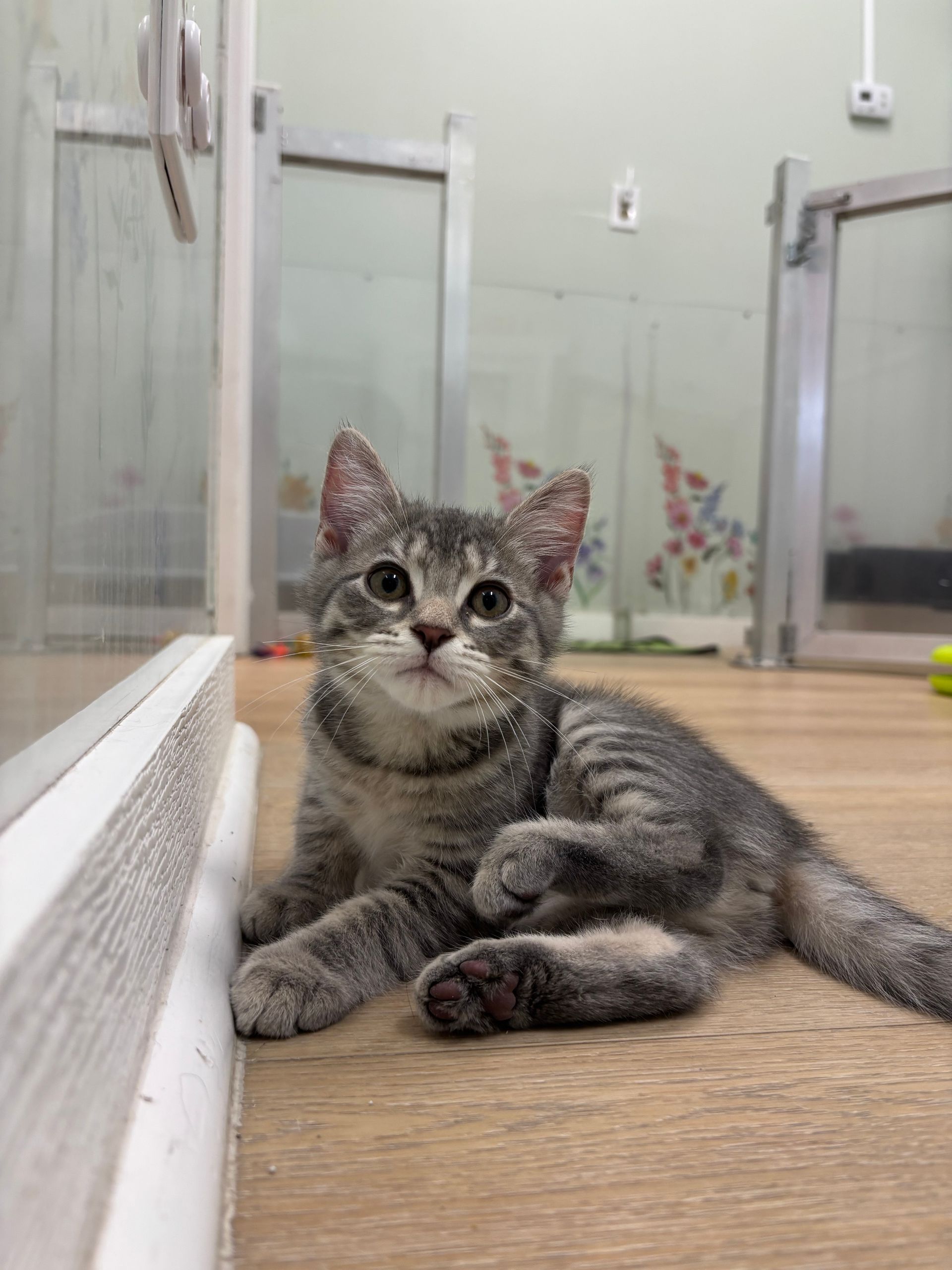 Gray tabby kitten lying on a wooden floor in a bright indoor room, looking at the camera.