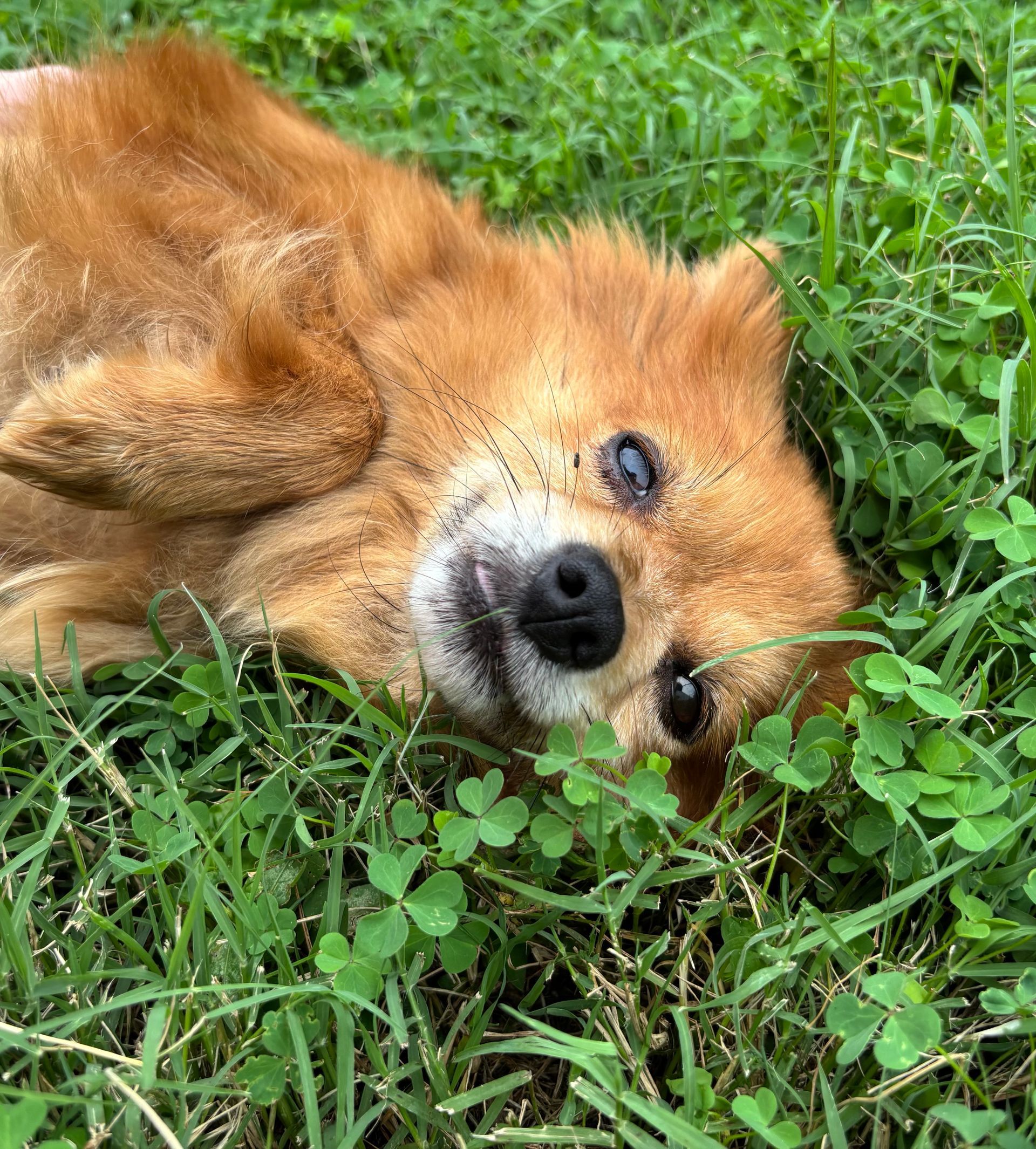 Small brown fox lying on green grass, looking up with a relaxed expression.