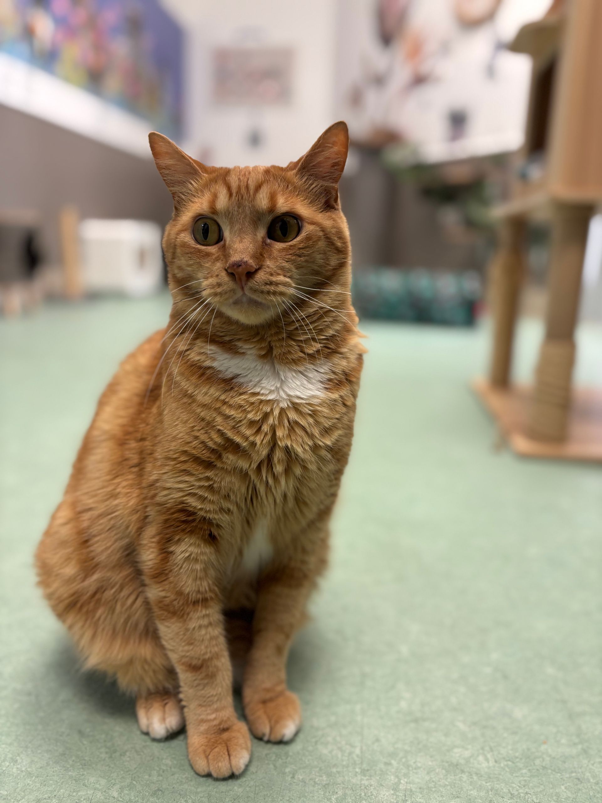 Brown cat sitting on a green floor indoors, looking at the camera.