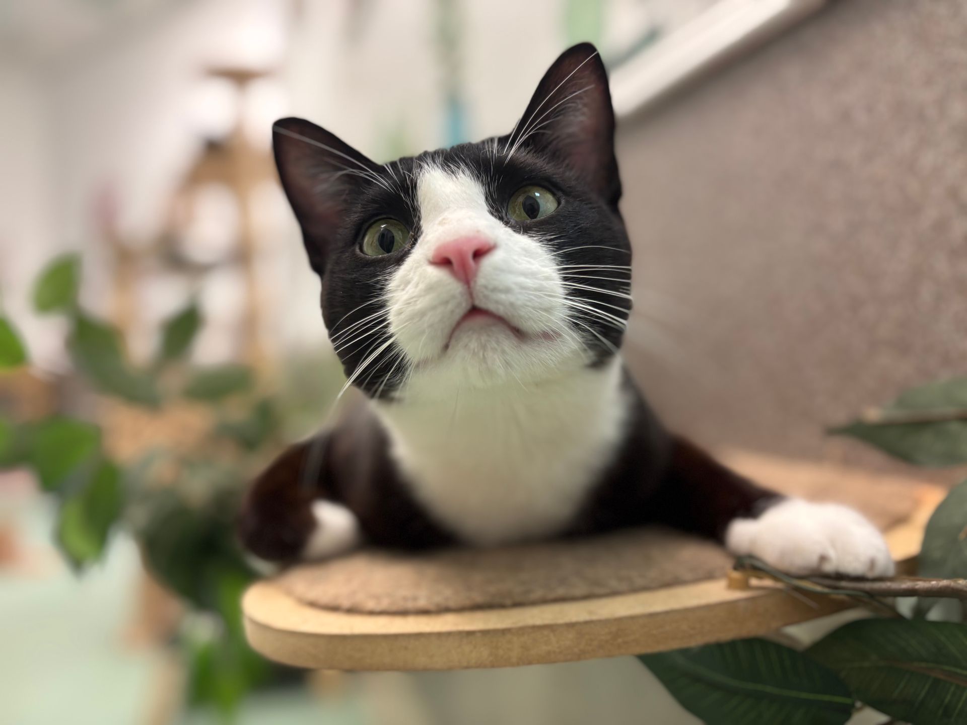Black-and-white cat lounging on a wooden shelf, looking up with a pink nose and alert ears