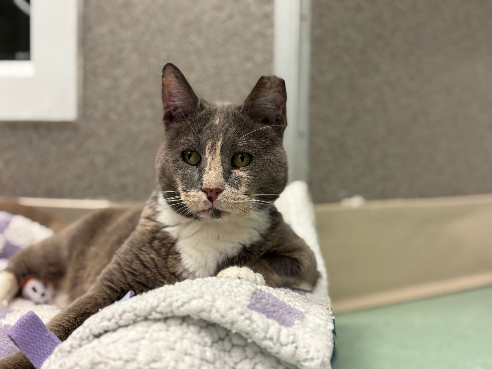 Gray and white cat resting on a blanket on a couch, looking at the camera.