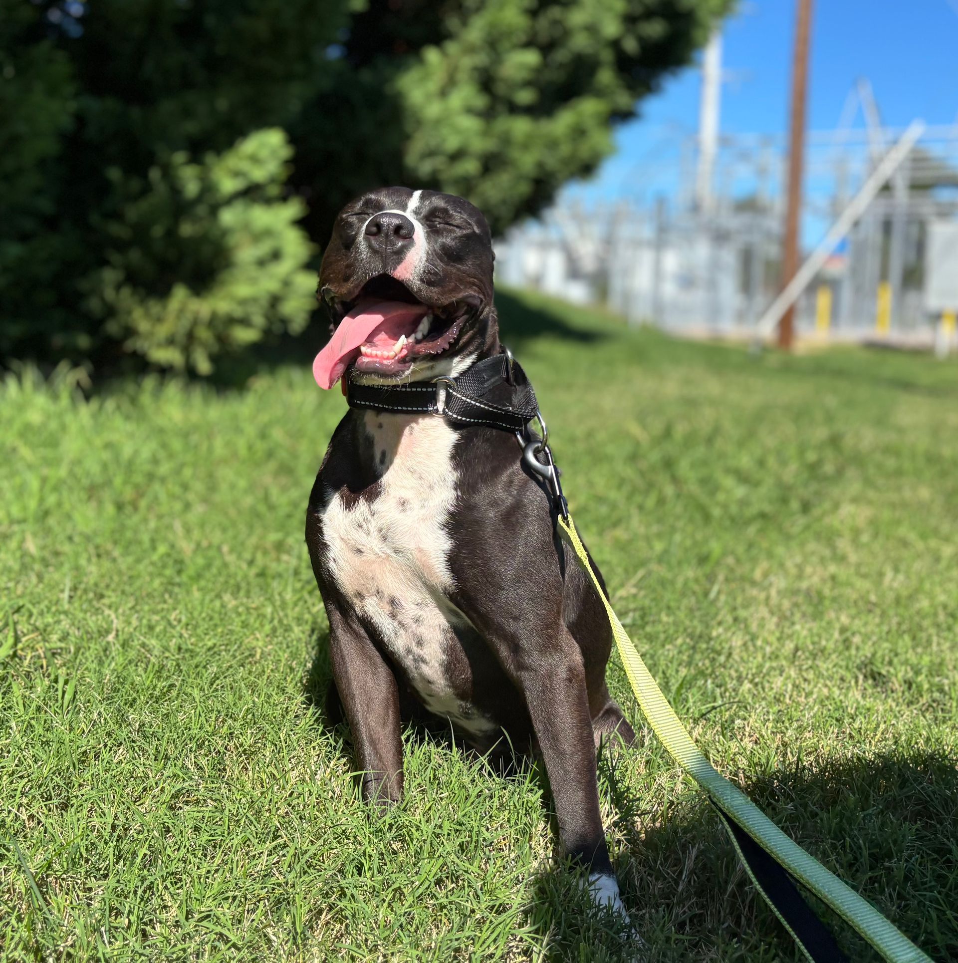 Black-and-white dog sitting on grass with tongue out, wearing a harness and leash in a sunny park