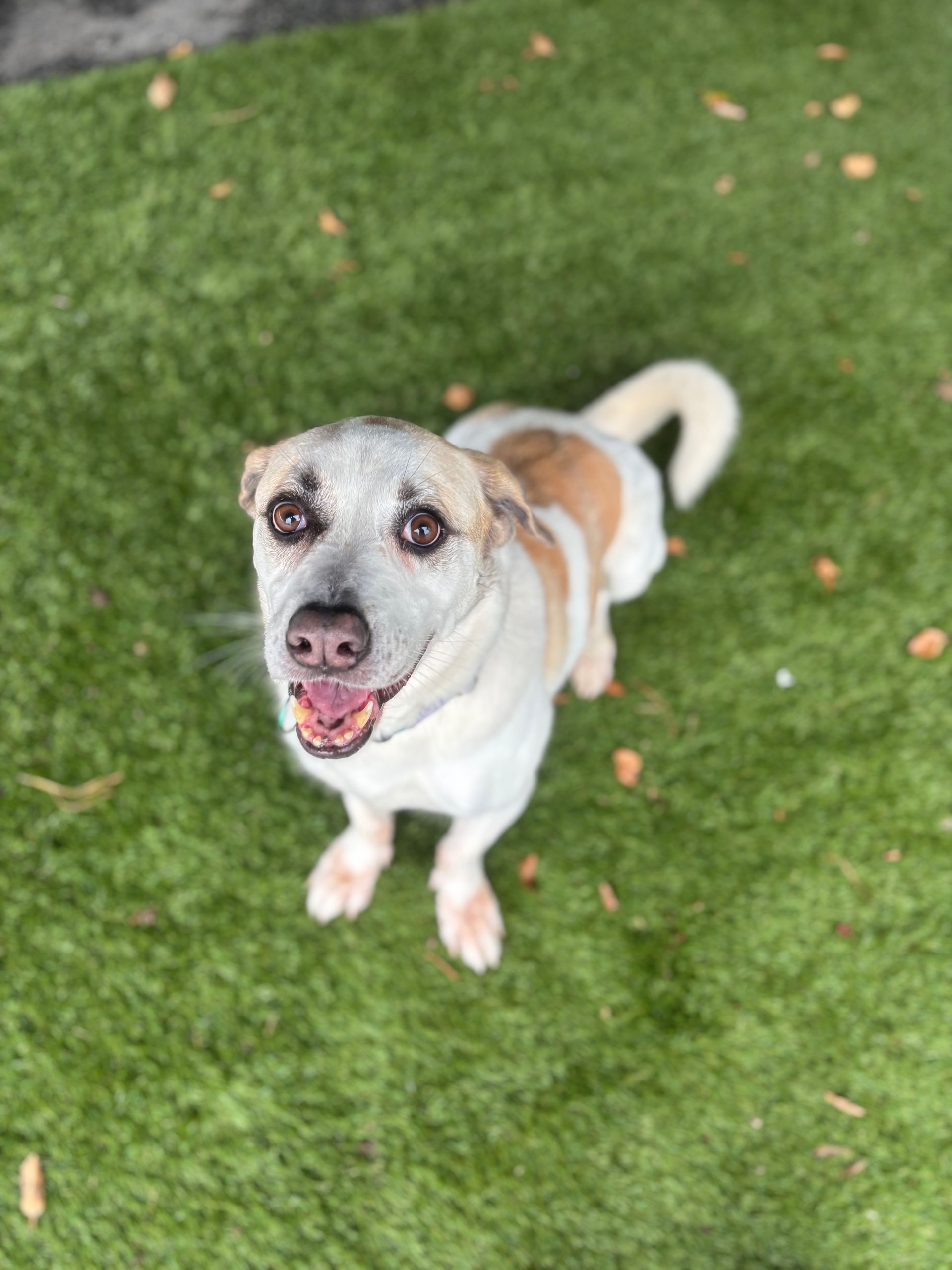 Smiling white and brown dog standing on green grass, looking up at the camera