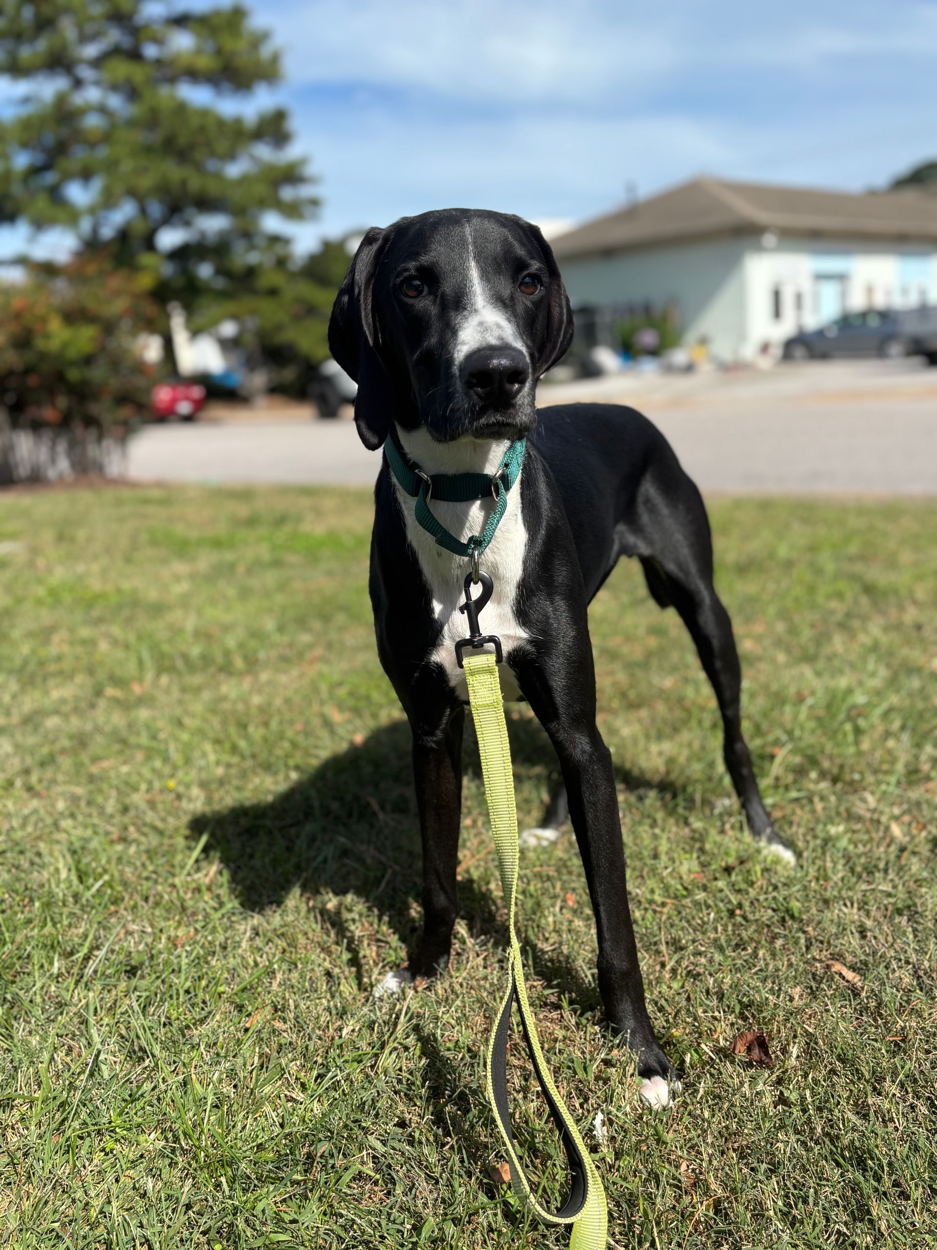 Black and white dog on a leash standing on grass outdoors near houses