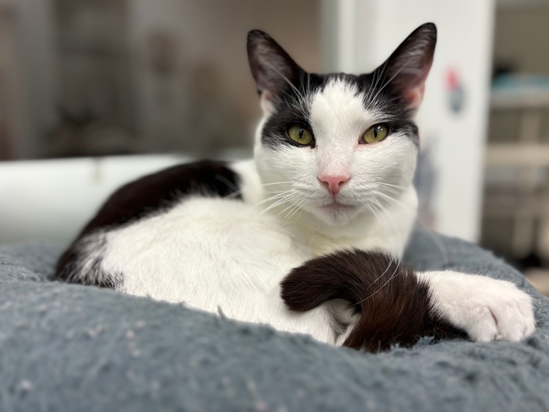 Black-and-white cat lounging on a gray couch, looking at the camera.