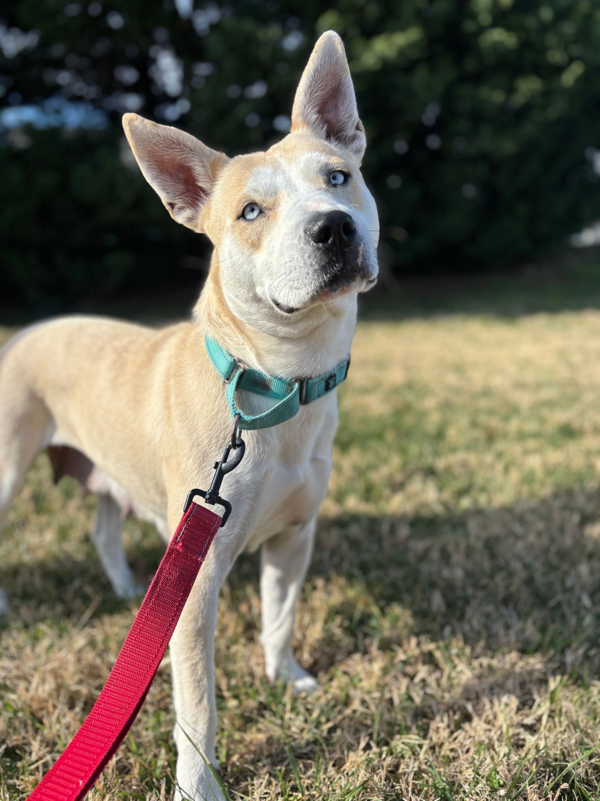 Tan dog on a red leash standing on grass, looking at the camera