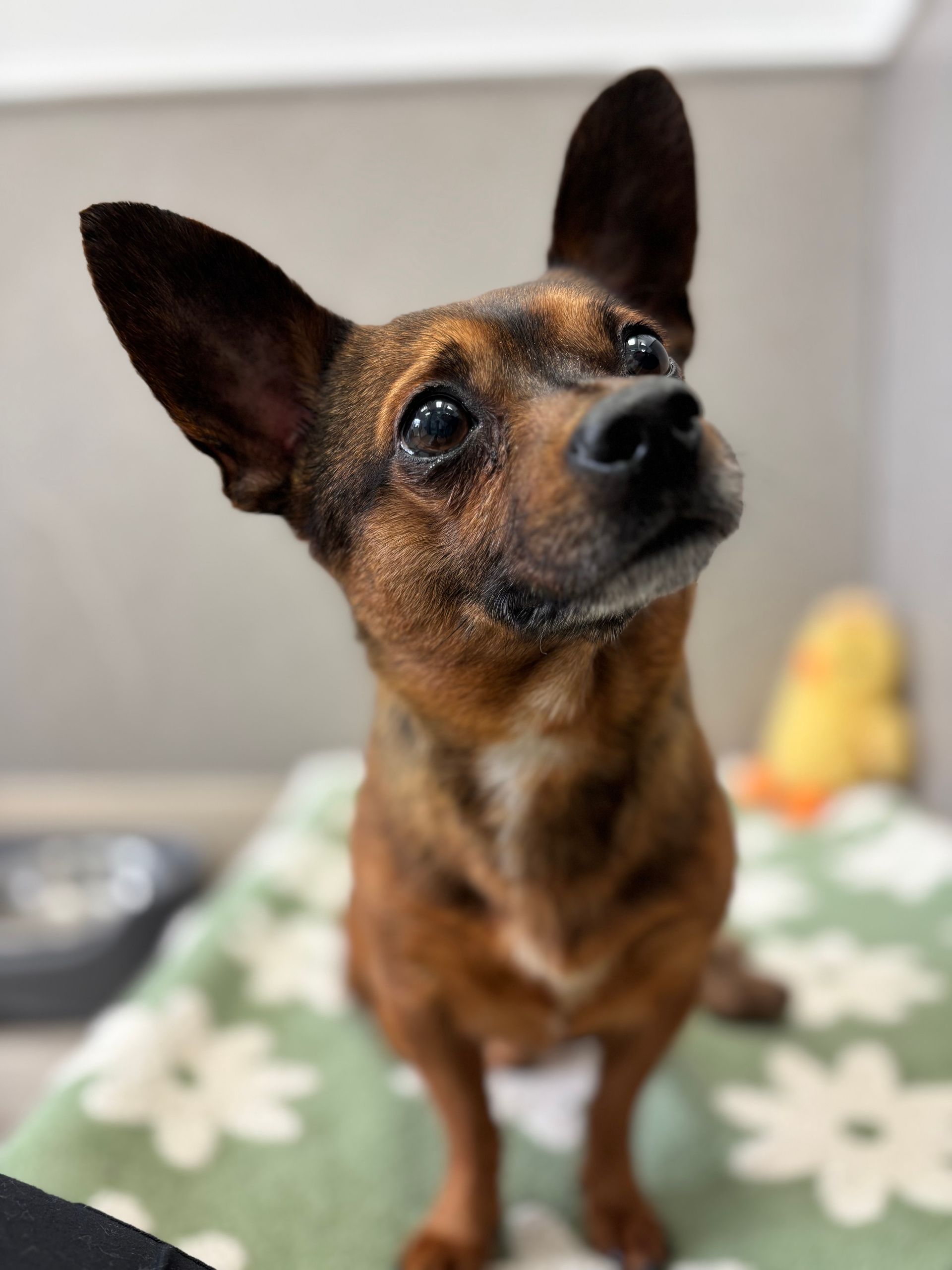 Small brown dog with upright ears looking up on a floral blanket.