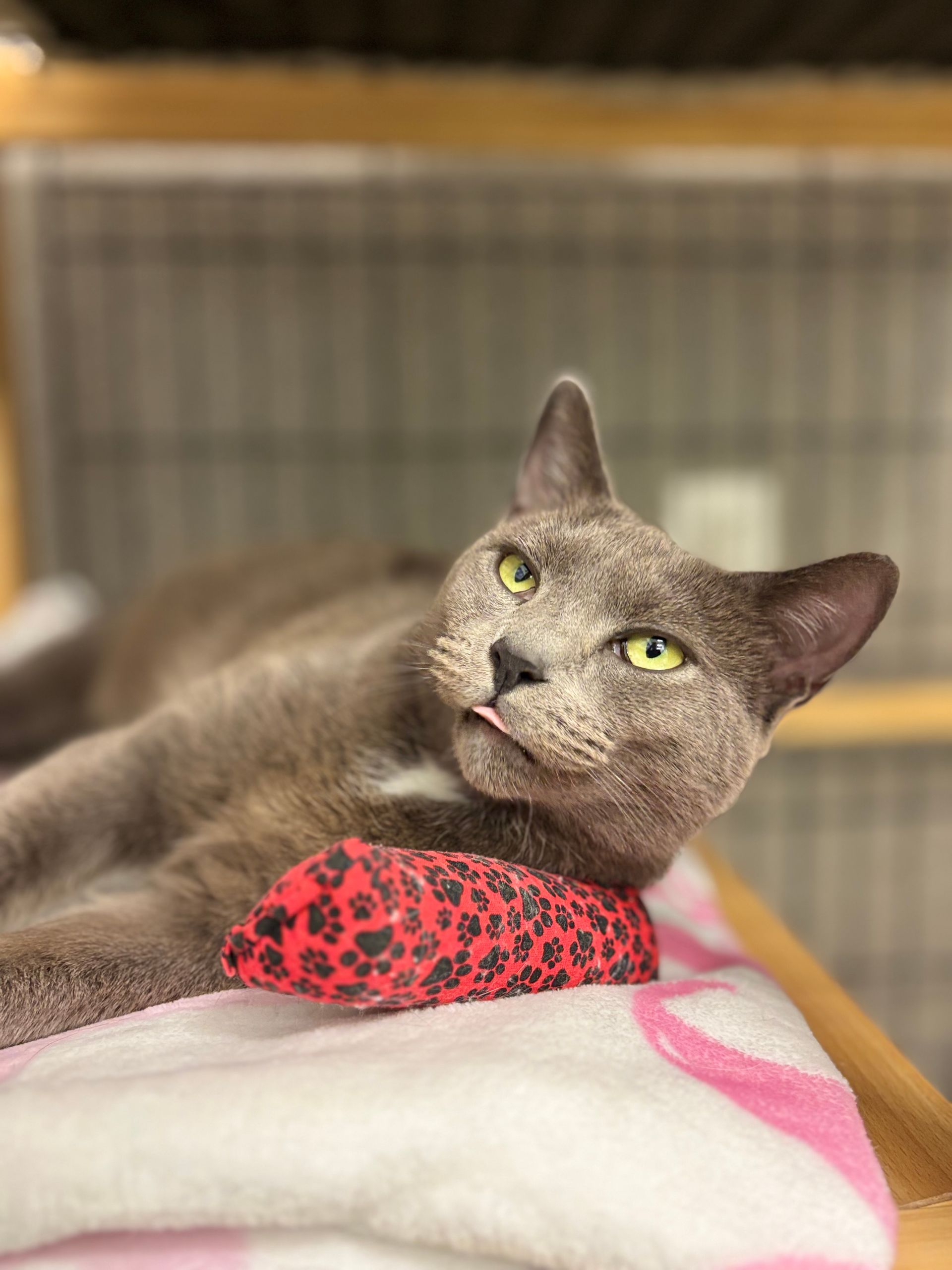 Gray cat resting on a blanket, wearing a red leopard-print collar, looking up calmly