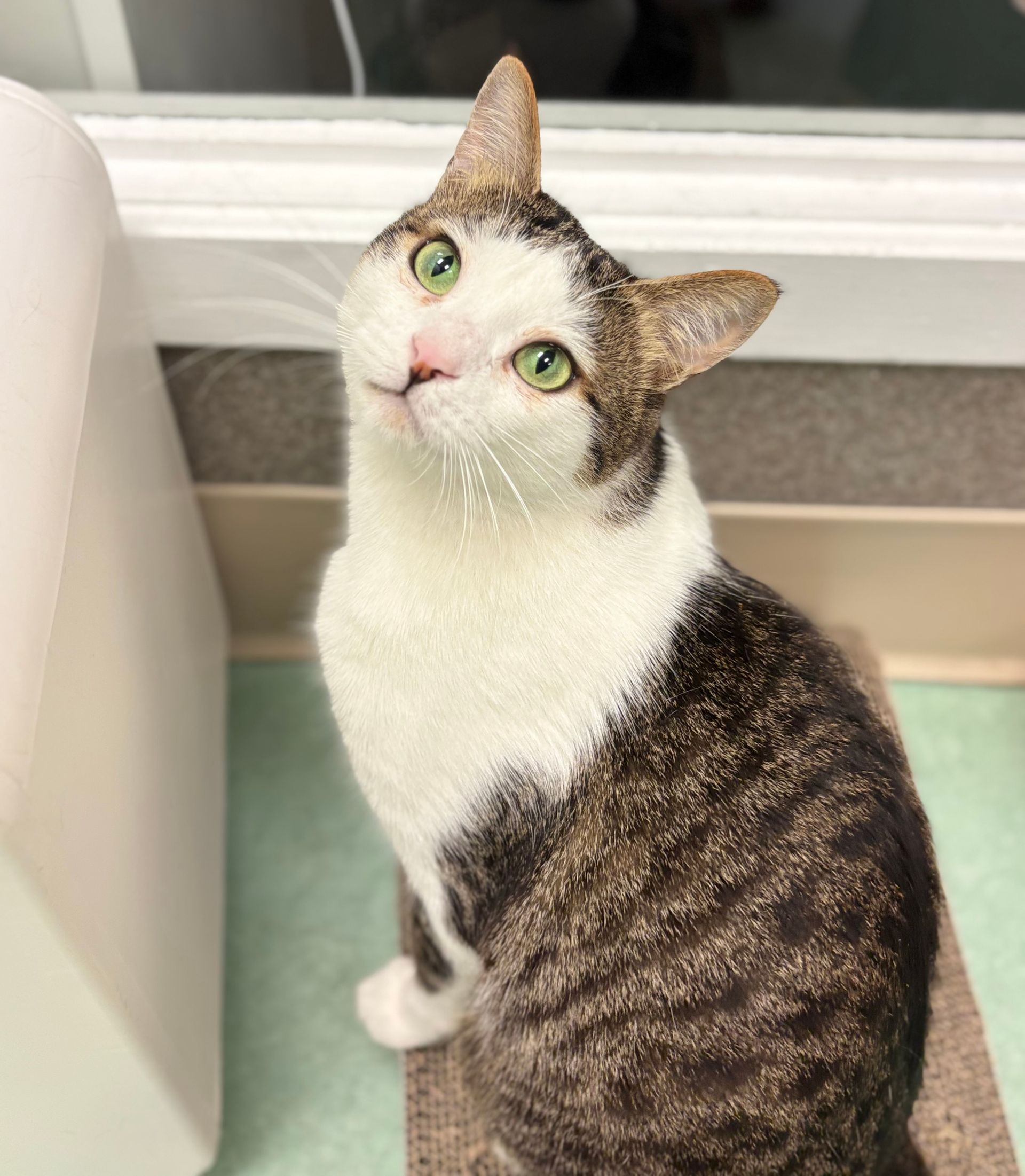 White-and-tabby cat sitting indoors, looking up with head tilted near a window.