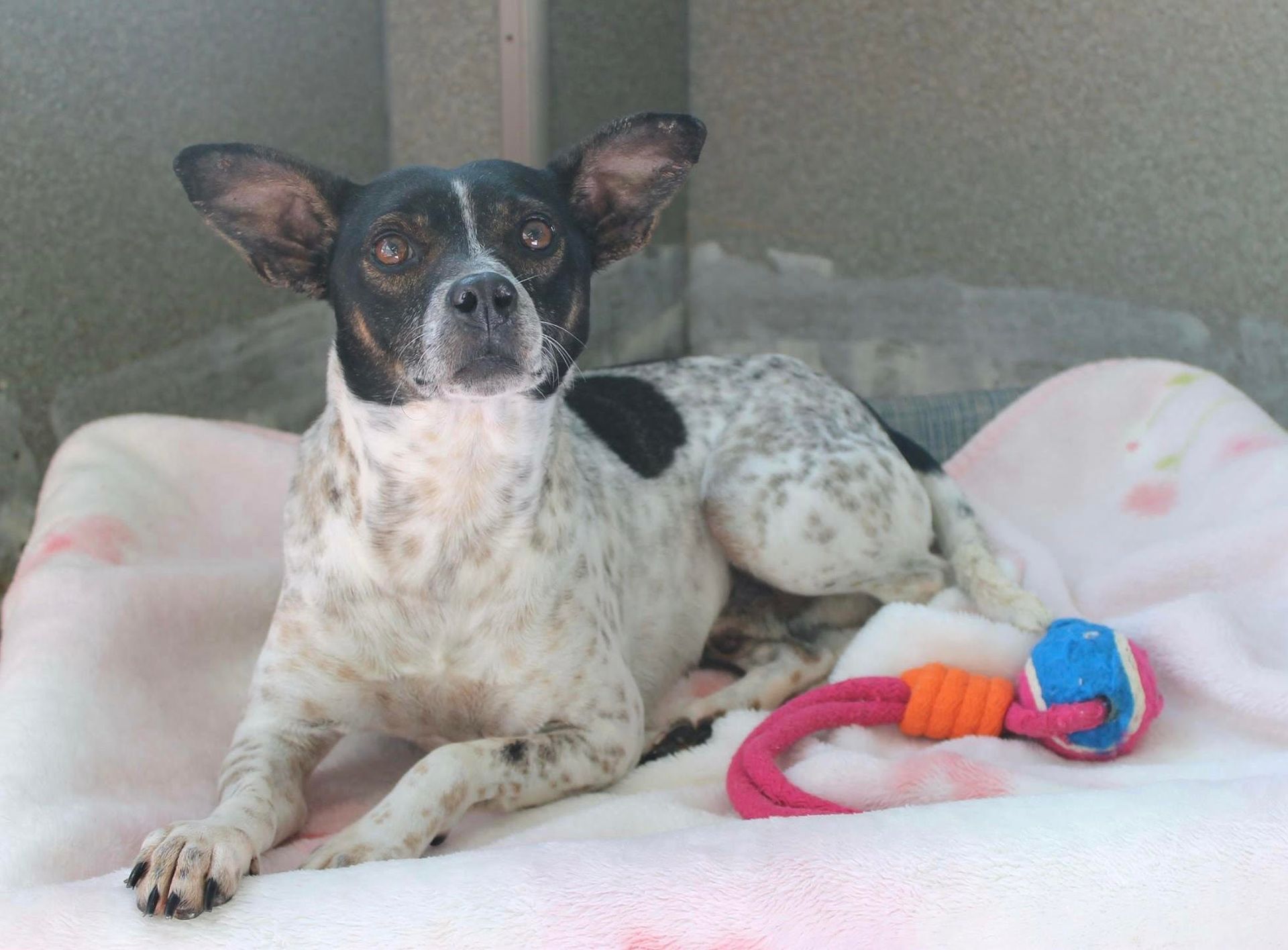 Small black-and-white dog resting on a pink blanket beside a colorful rope toy.