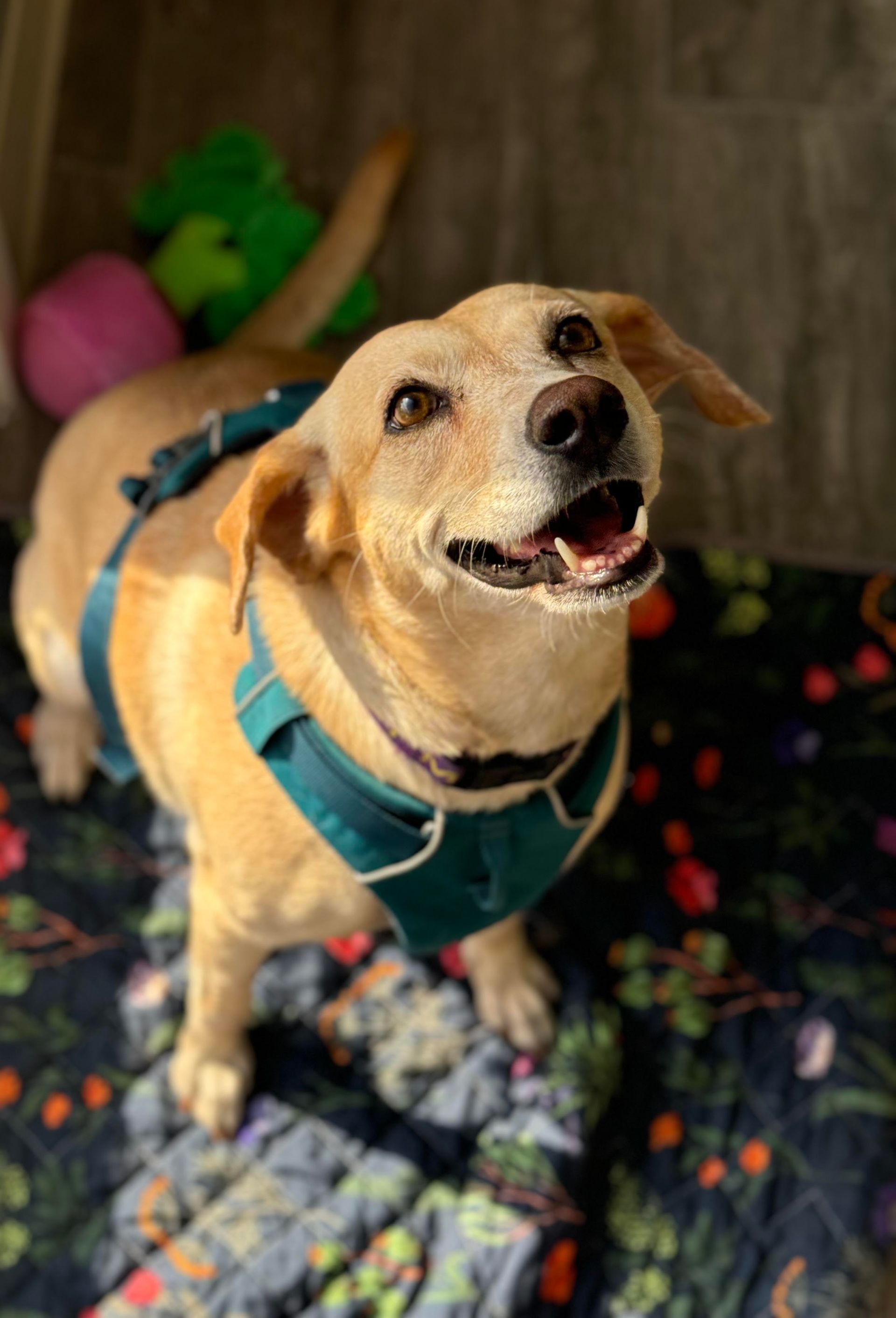 Happy tan dog in a blue harness standing on a patterned rug indoors