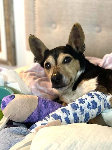 Small black-and-tan dog resting on a bed with a purple cast on one leg