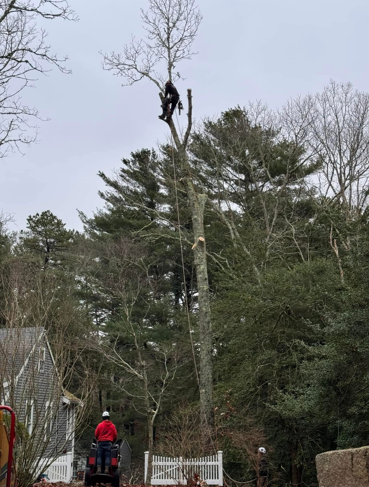 A man is climbing a tree with a chainsaw.