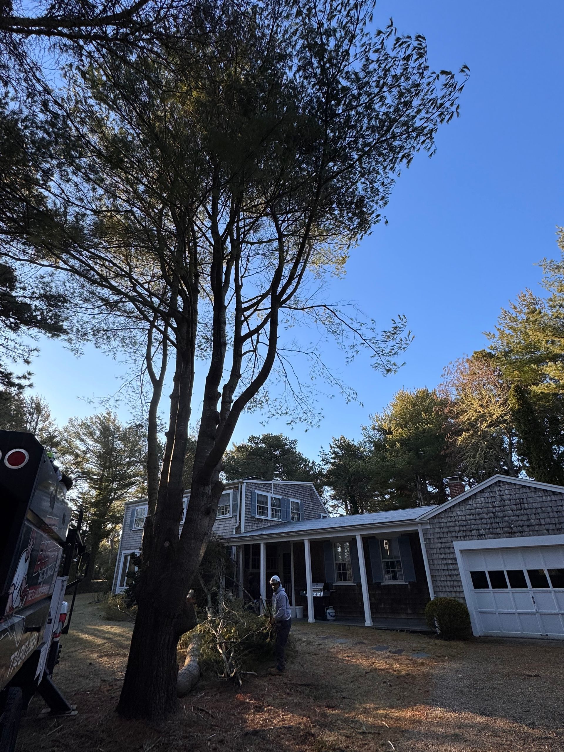 A house with a large tree in front of it