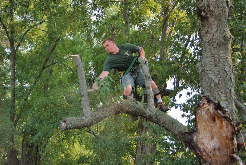 tree removal
