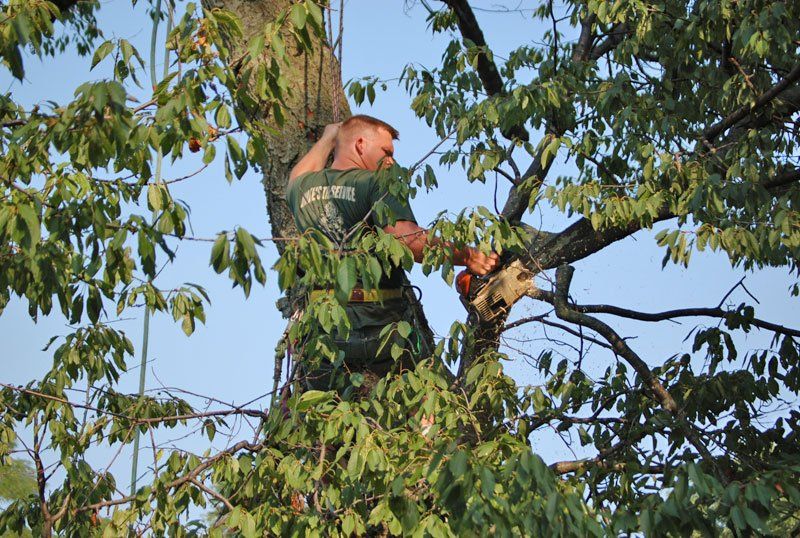 tree trimming